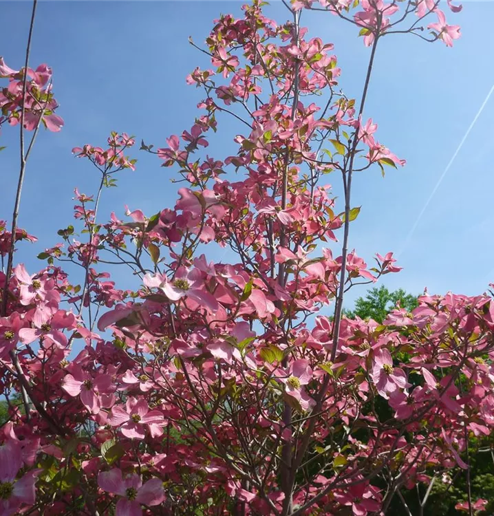 Blumenhartriegel - Cornus florida f. rubra