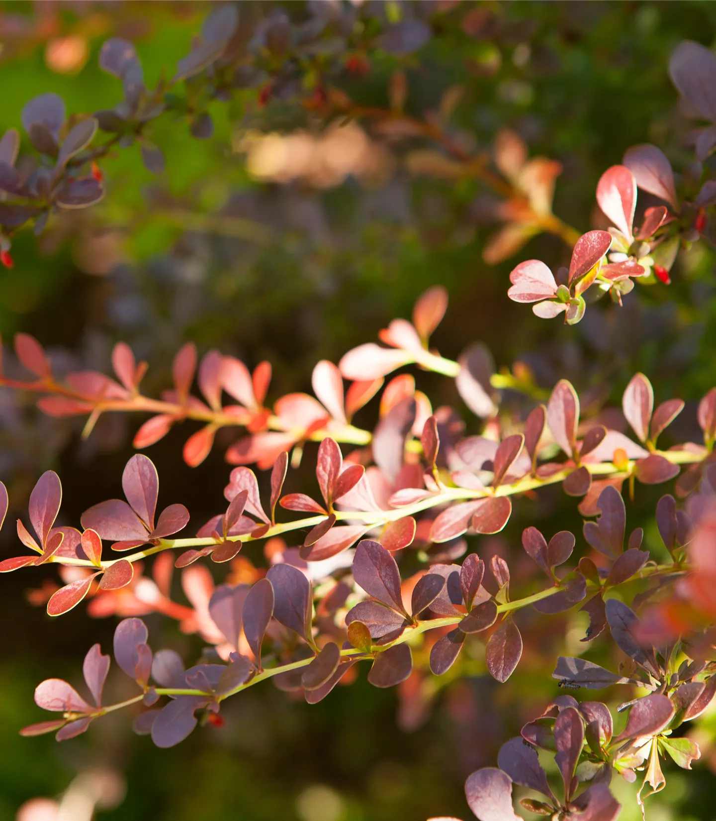 Berberis thunbergii 'Atropurpurea' Heckenpflanze