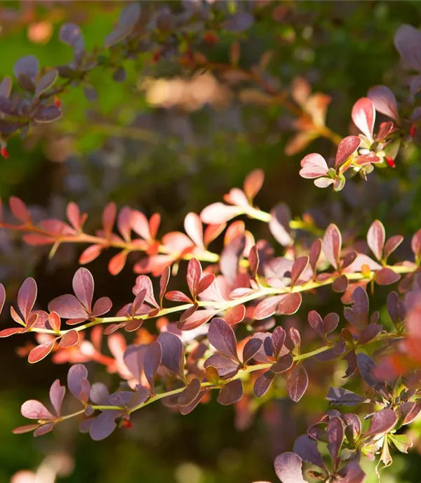 Berberis thunbergii 'Atropurpurea' Heckenpflanze