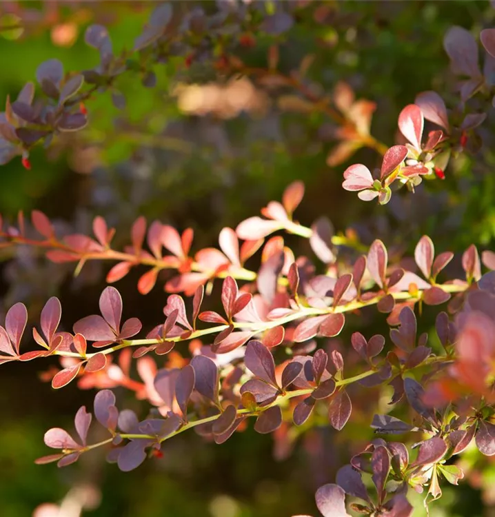 Rote Heckenberberitze 'Atropurpurea' Heckenpflanze - Berberis thunbergii 'Atropurpurea' Heckenpflanze