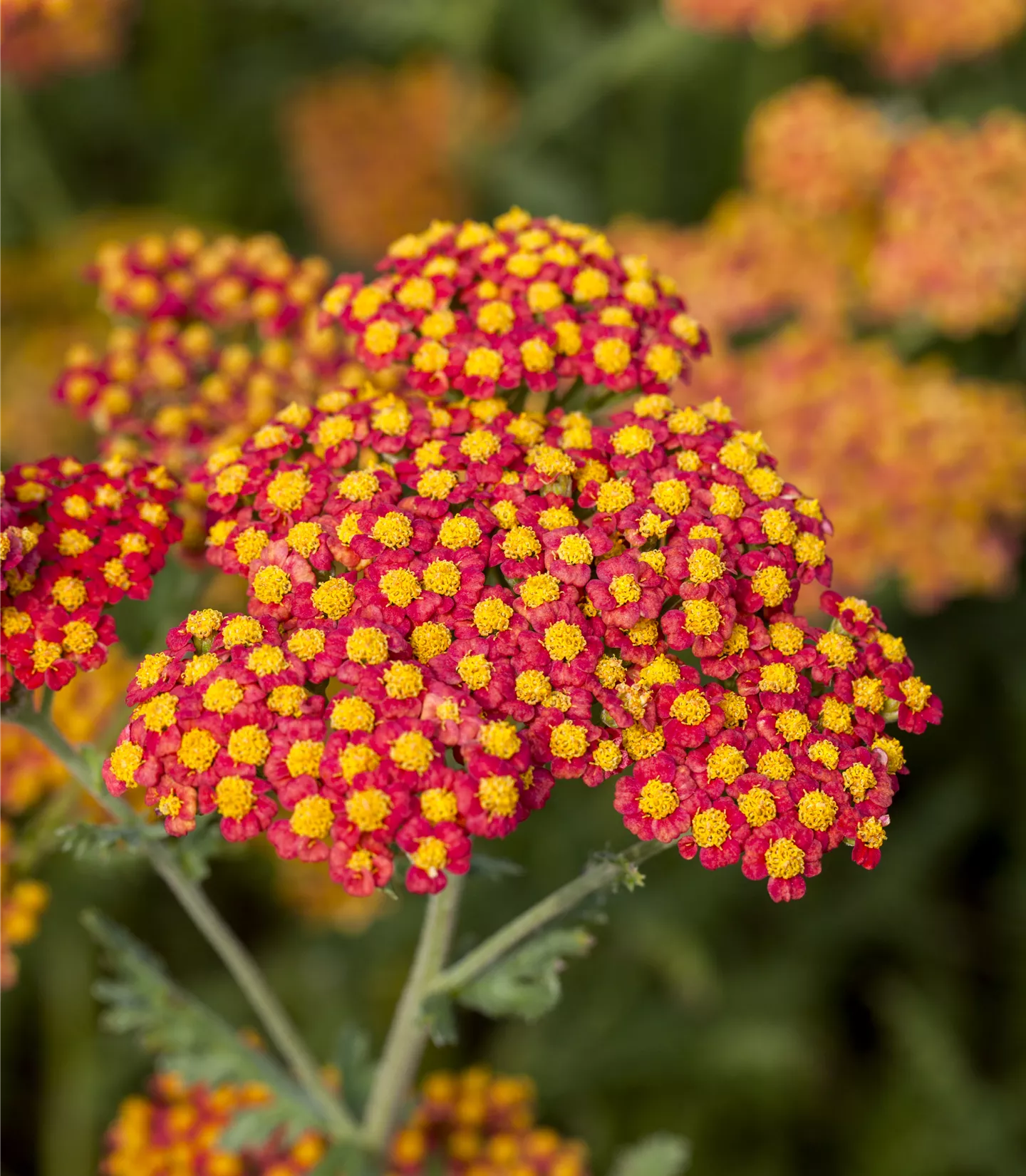 Achillea 'Walther Funcke'