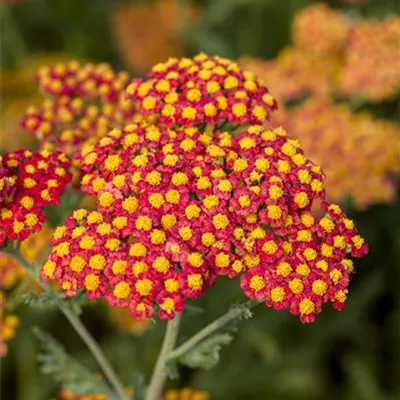 Topfgrösse 1 Liter - Schafgarbe - Achillea 'Walther Funcke'