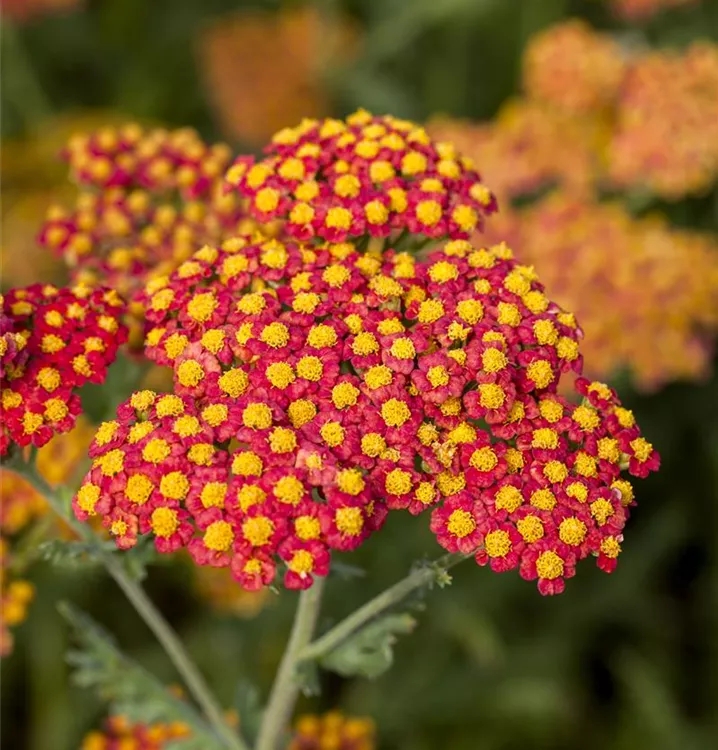 Schafgarbe - Achillea 'Walther Funcke'