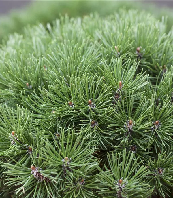 Pinus mugo 'Mops'