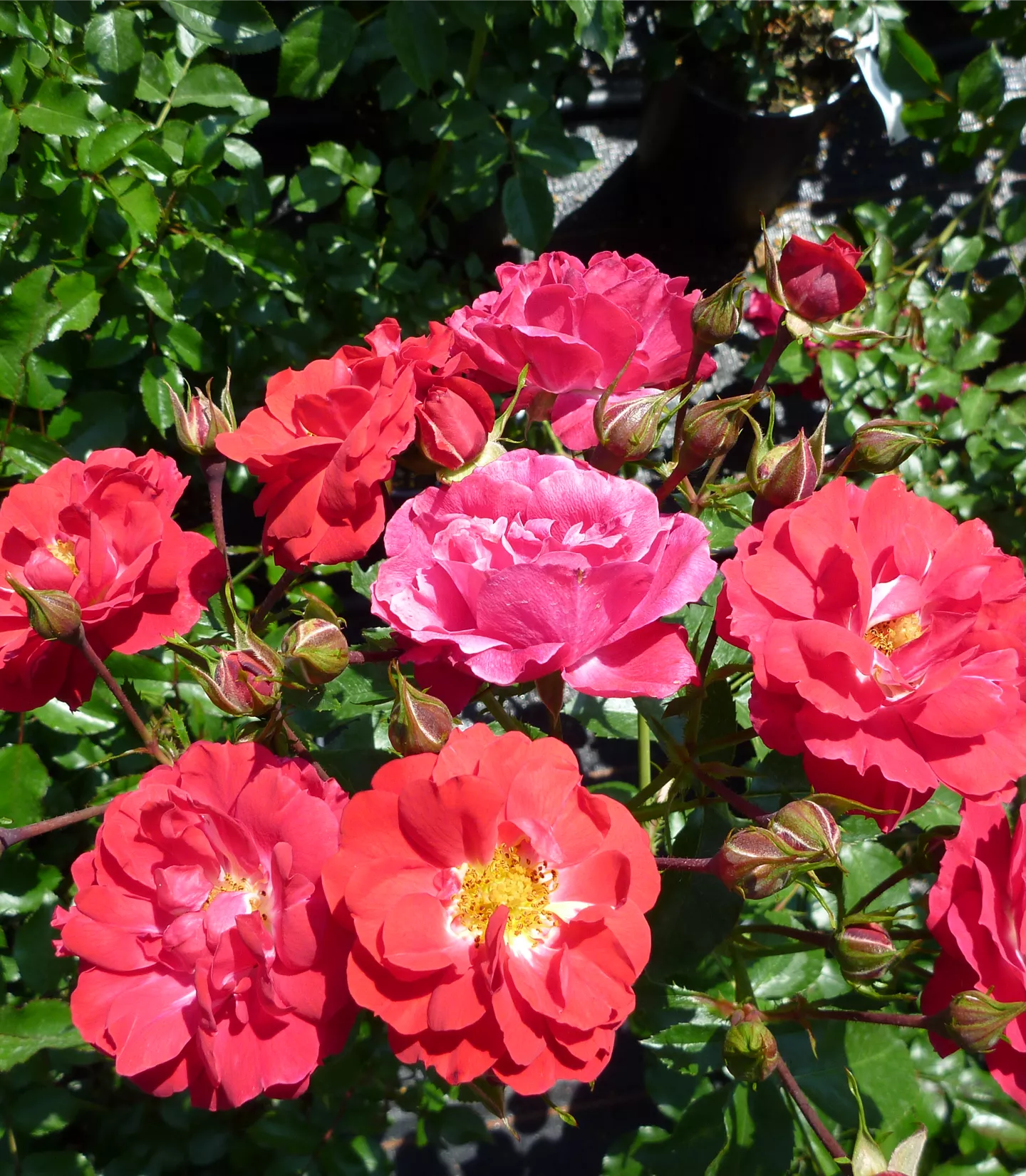 Rosa (Bodendeckerrose) 'Heidefeuer'