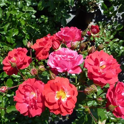 im Container - Kleinstrauchrose 'Heidefeuer'® - Rosa (Bodendeckerrose) 'Heidefeuer'