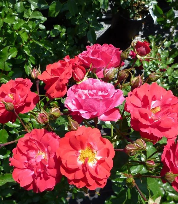 Rosa (Bodendeckerrose) 'Heidefeuer'