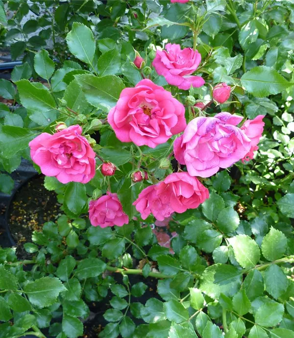 Rosa (Bodendeckerrose) 'Heidetraum'