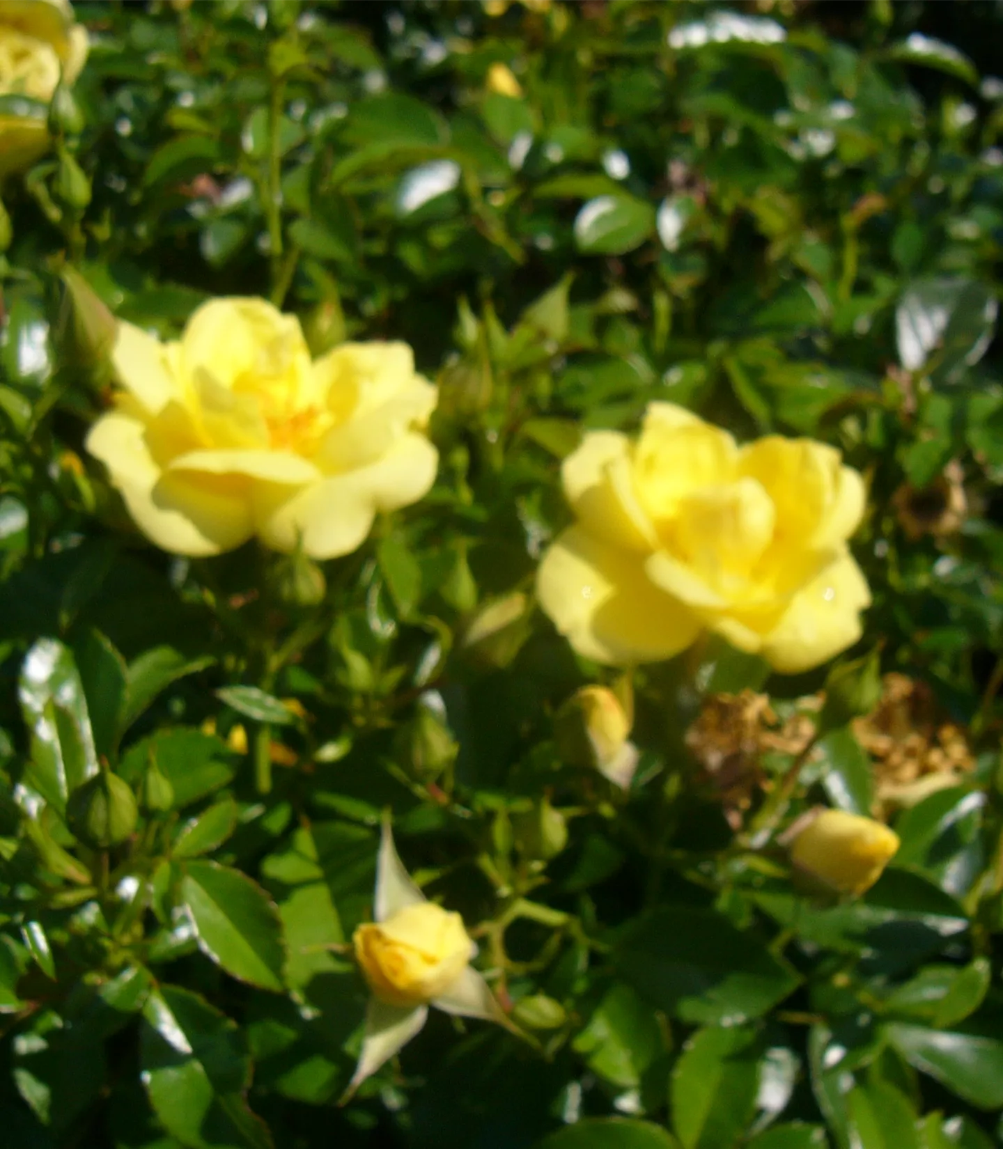 Rosa (Bodendeckerrose) 'Loredo'