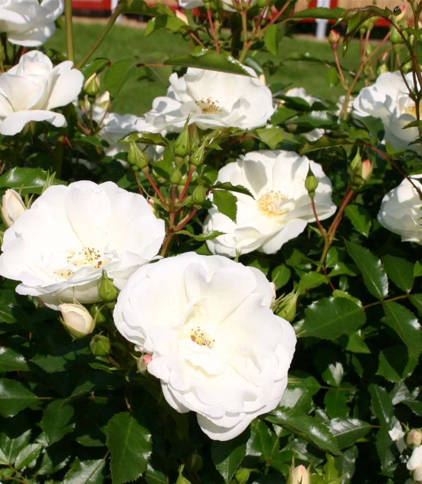 Rosa (Bodendeckerrose) 'Schneeflocke'