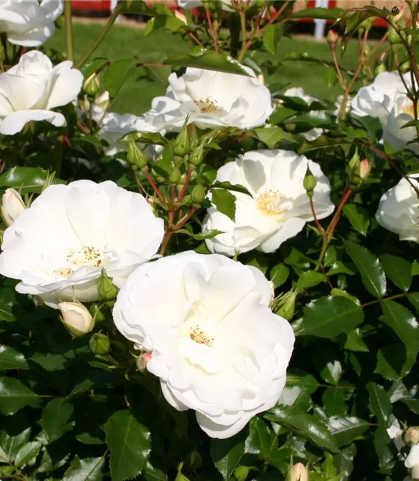 Rosa (Bodendeckerrose) 'Schneeflocke'