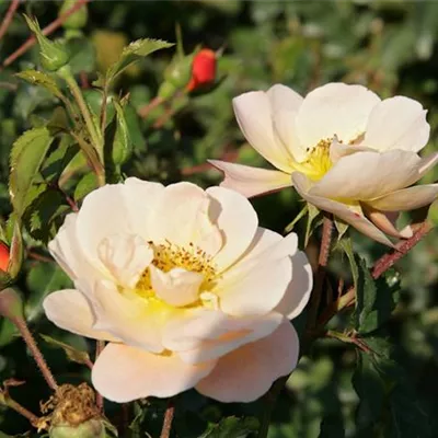 im Container - Kleinstrauchrose 'Sedana'® - Rosa (Bodendeckerrose) 'Sedana'