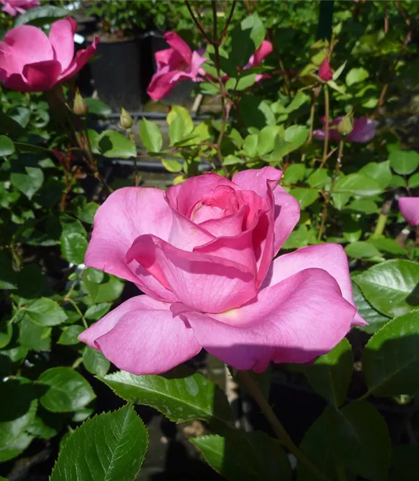 Rosa (Floribundarose) 'Deborah'