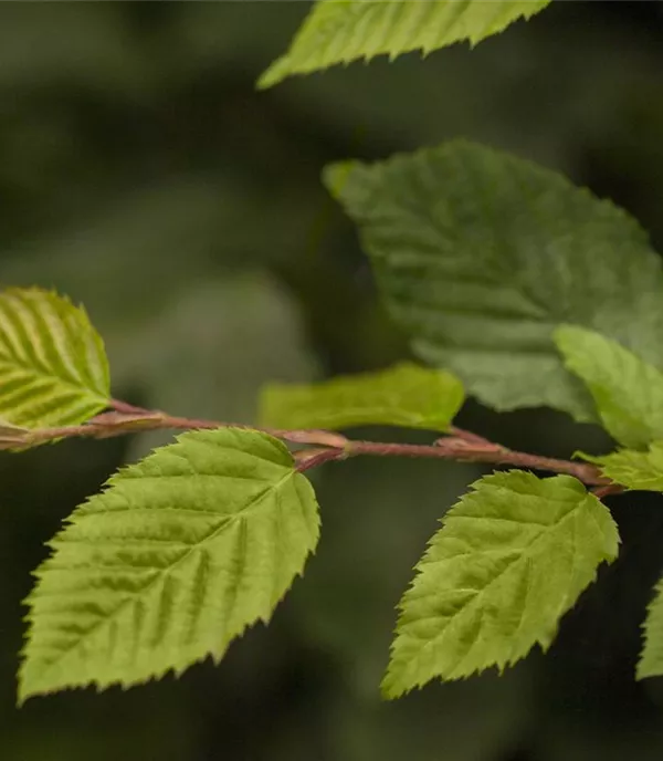 Carpinus betulus - Solitär