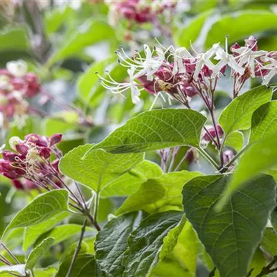 Hochstamm im Container Stammumfang 12 - 14cm - Chinesischer Losbaum - Clerodendrum trichotomum