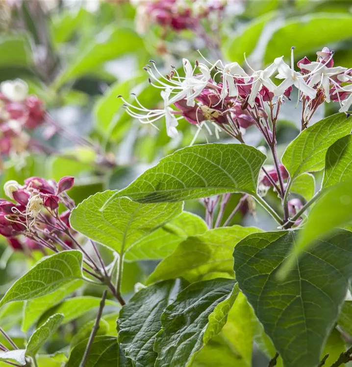 Chinesischer Losbaum - Clerodendrum trichotomum