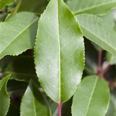 im Container 80 - 100 - Portugiesische Lorbeerkirsche 'Angustifolia' - Prunus lusitanica 'Angustifolia' Solitär