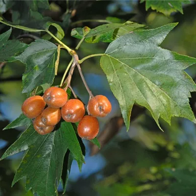 Hochstamm im Container Stammumfang 12 - 14cm - Elsbeerbaum - Sorbus torminalis