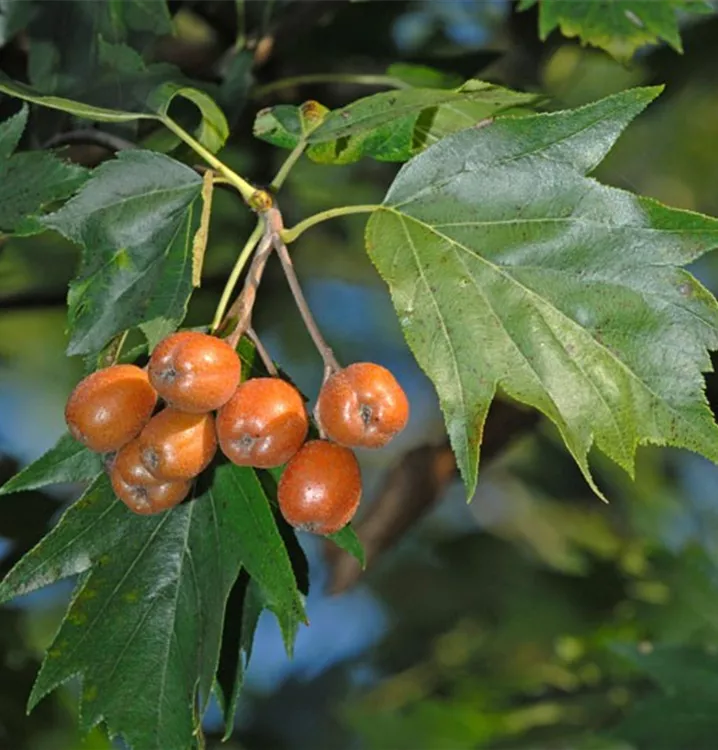 Elsbeerbaum - Sorbus torminalis