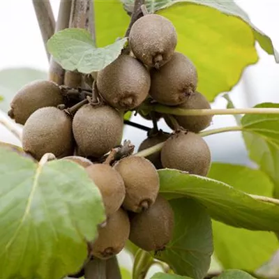 Topfgrösse 4 Liter - Kiwi - Actinidia chinensis 'Solissimo'