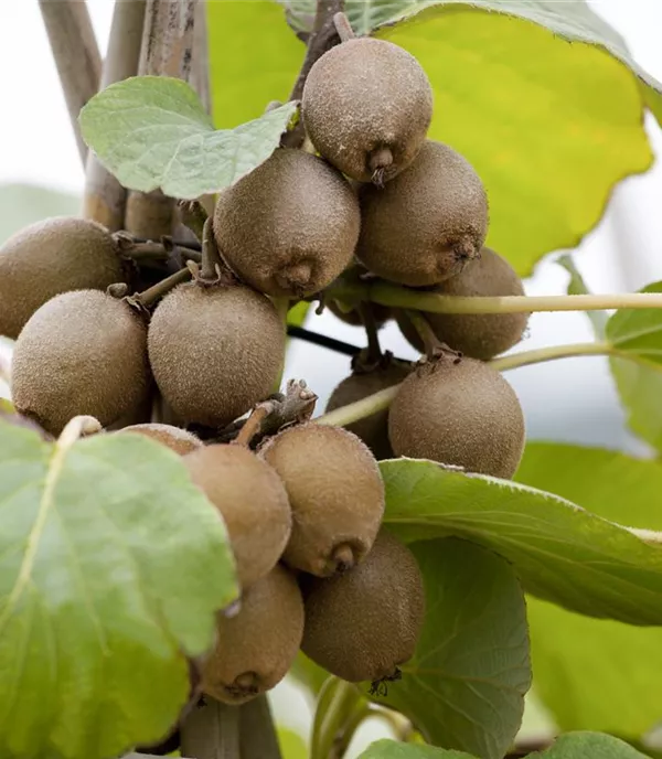 Actinidia chinensis 'Jenny'