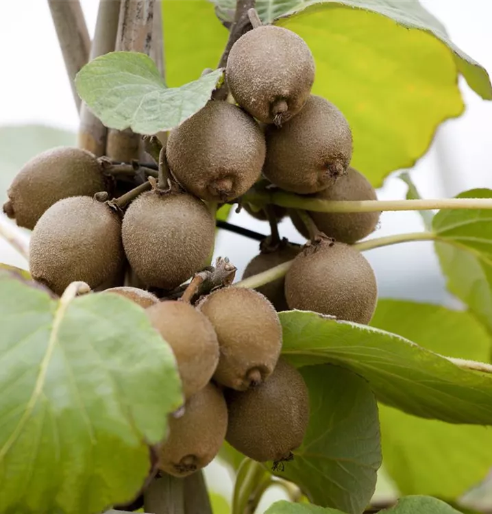 Kiwi - Actinidia chinensis 'Solissimo'