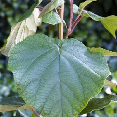 Topfgrösse 4 Liter - Kiwi - Actinidia chinensis 'Matua' männl.