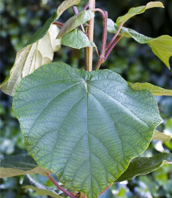 Actinidia chinensis 'Matua' männl.