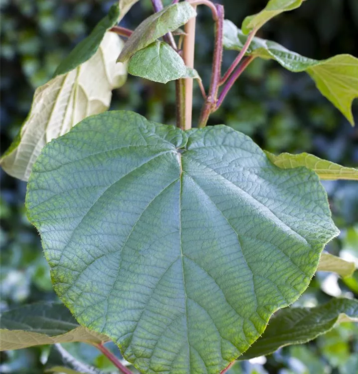 Kiwi - Actinidia chinensis 'Matua' männl.