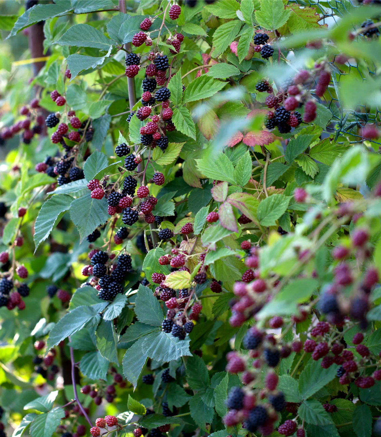 Rubus (Brombeere) 'Loch Ness' ('Nessy')