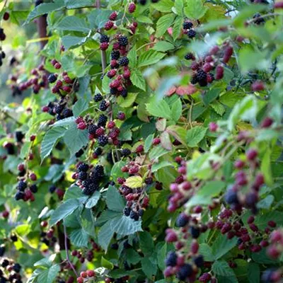 im Container - Rubus (Brombeere) 'Loch Ness' ('Nessy')