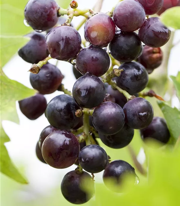 Vitis (Tessinertraube) 'Magliasina'