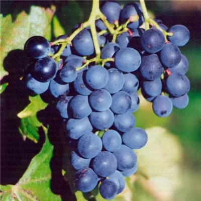 Topfgrösse 4 Liter - Vitis (Hybridrebe) 'Muscat Bleu'