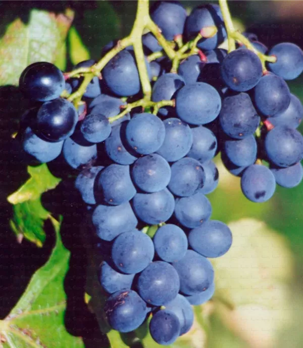 Vitis (Hybridrebe) 'Muscat Bleu'