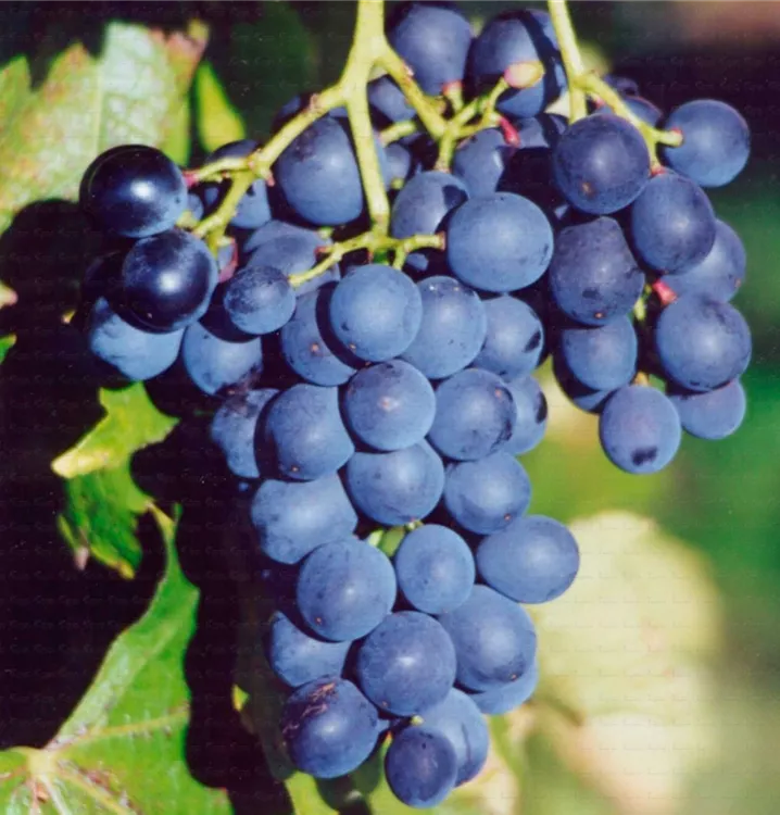 Vitis (Hybridrebe) 'Muscat Bleu'