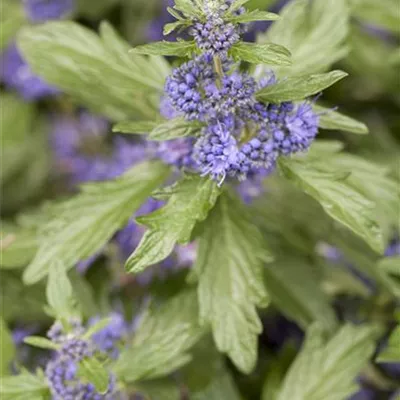 Topfgröße 4 Liter - Bartblume - Caryopteris clandonensis