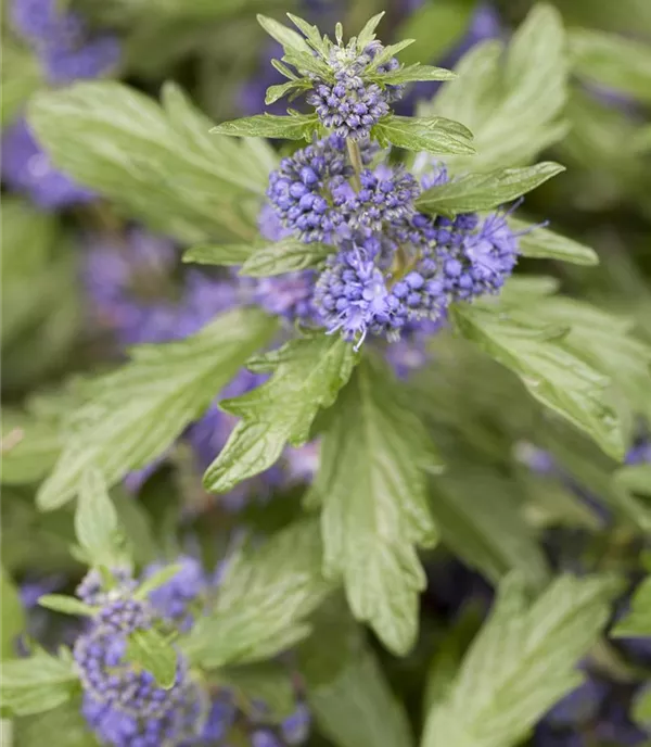 Caryopteris clandonensis