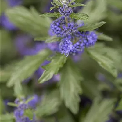 Topfgrösse 4 Liter - Bartblume - Caryopteris clandonensis (x) 'Kew Blue'