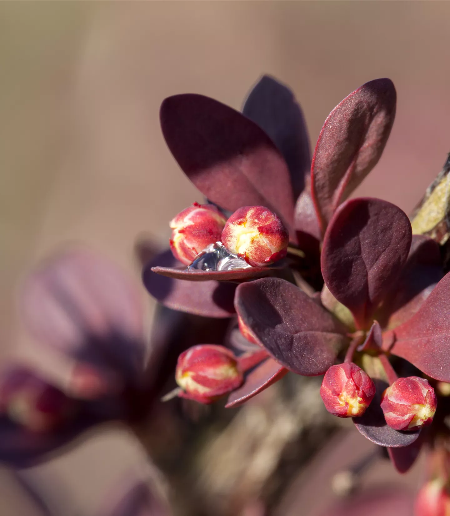 Berberis thunbergii Heckenpflanze