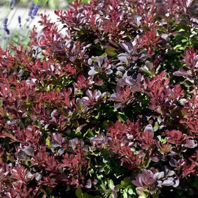 im Container 40 - 50 - Berberitze - Berberis thunbergii 'Atropurpurea' Solitär