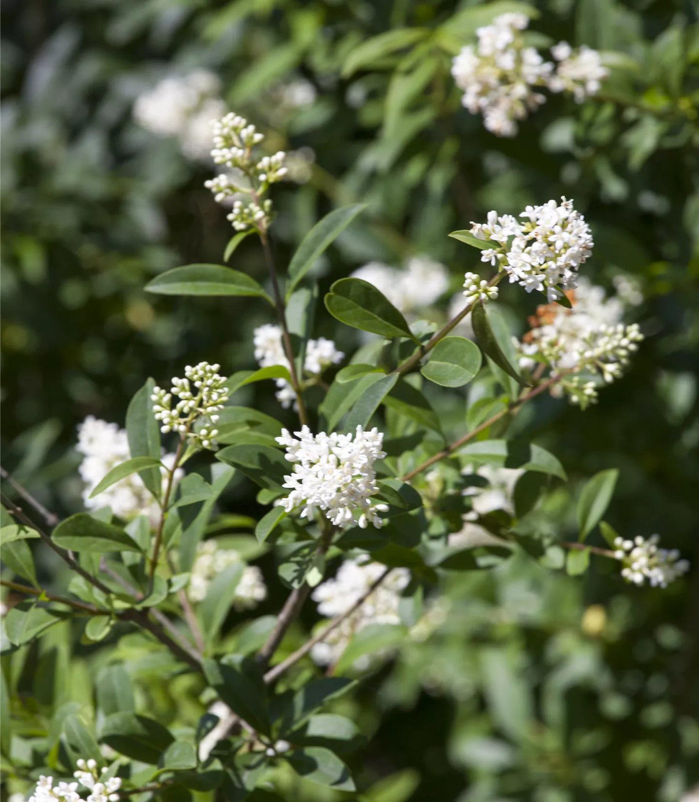 Ligustrum ovalifolium Heckenpflanze