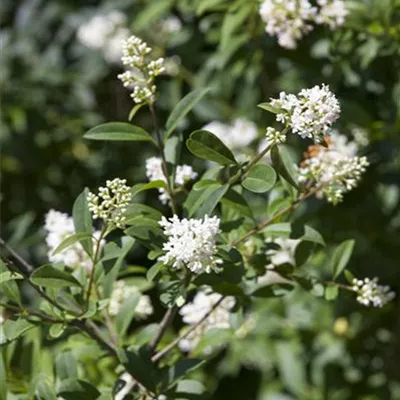 im Container 175 - 200 - Liguster - Ligustrum ovalifolium Solitär