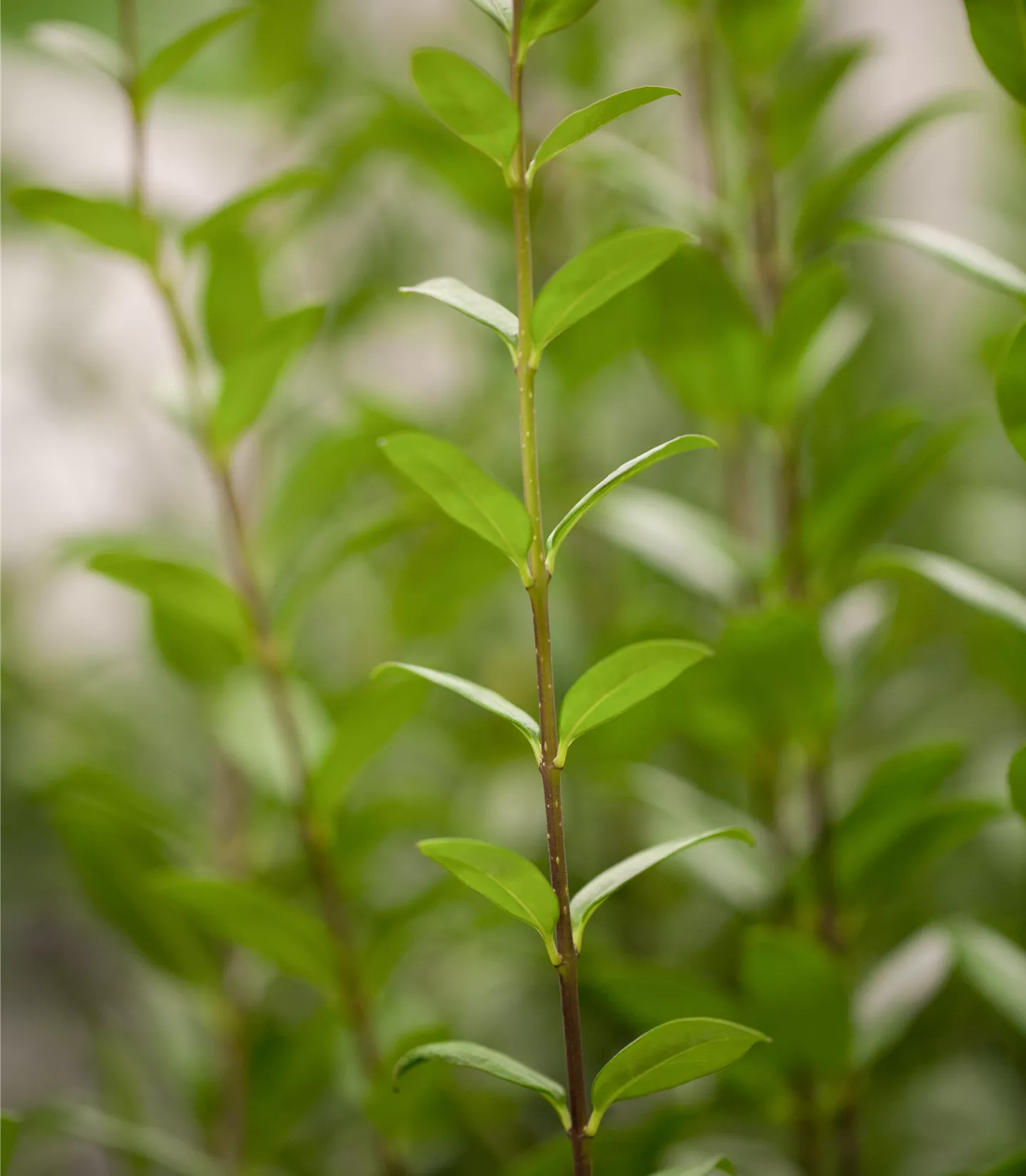 Ligustrum vulgare 'Atrovirens' Solitär