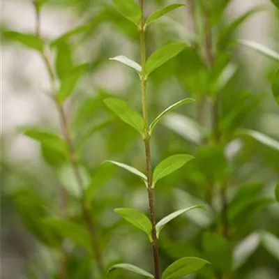 Container 70 - 80 - Gemeiner Liguster - Ligustrum vulgare 'Atrovirens' Solitär