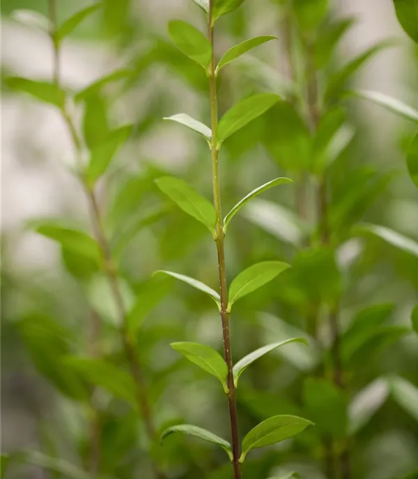 Ligustrum vulgare 'Atrovirens' Solitär