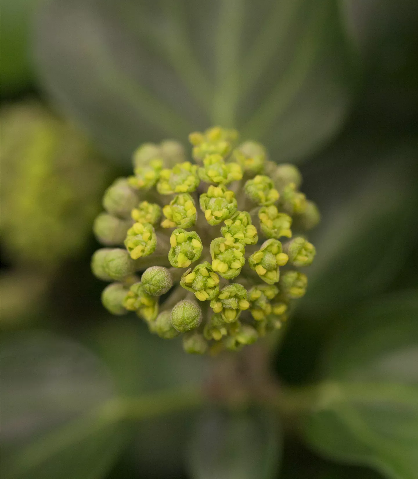 Hedera helix 'Arborescens'