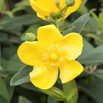 Topfgrösse 4 Liter - Johanniskraut - Hypericum 'Hidcote'