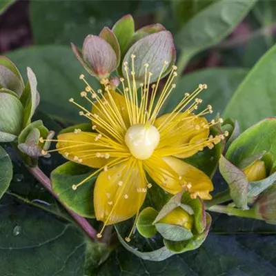 Topfgrösse 4 Liter - Johanniskraut - Hypericum inodorum (x) 'Orange Flair'