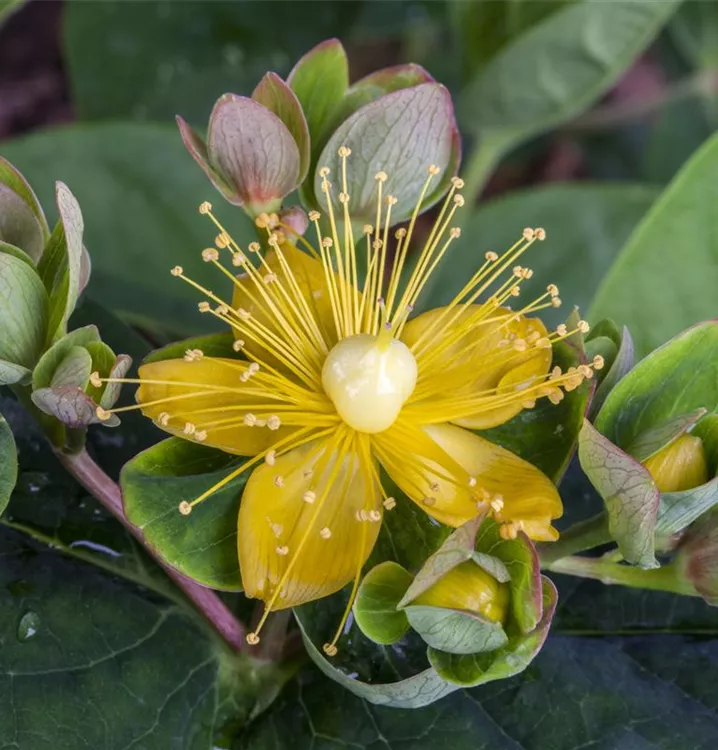 Johanniskraut - Hypericum inodorum (x) 'Orange Flair'