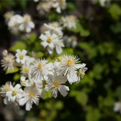 Topfgrösse 4 Liter - Waldrebe, Clematis - Clematis 'Summer Snow'